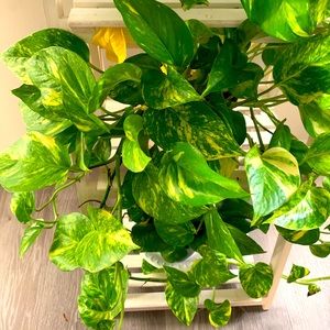 Meet your Posher, Blesstobeness